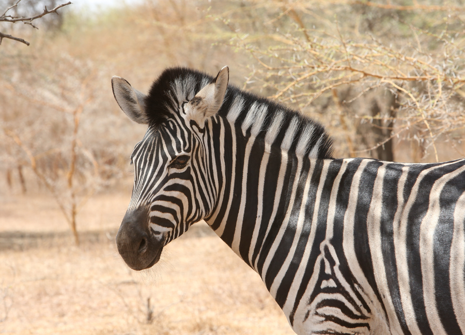 Safari au Sénégal Réserve de Bandia
