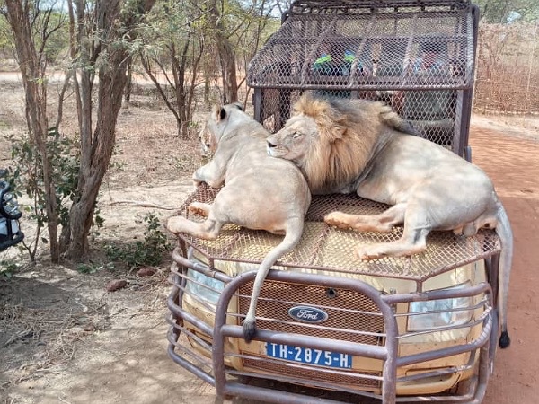 Safari Bandia & Ranch des Lions