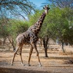 Les meilleures excursions au Sénégal